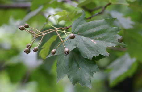 Elsbeere (Sorbus torminalis) - © Emanuel Trummer